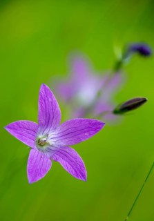 Campanula patula, campanulaceae, bellflower, meadow bell, flora, high size, vertical format,