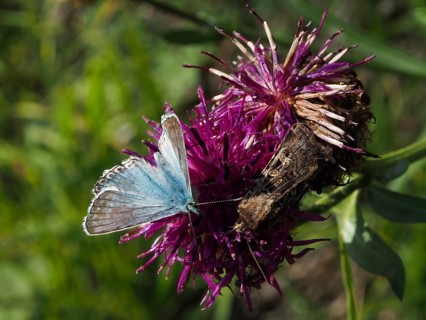 Blue butterfly, Chalkhill Blue (Polyommatus coridon), and a brown insect on a purple flower, Goms,