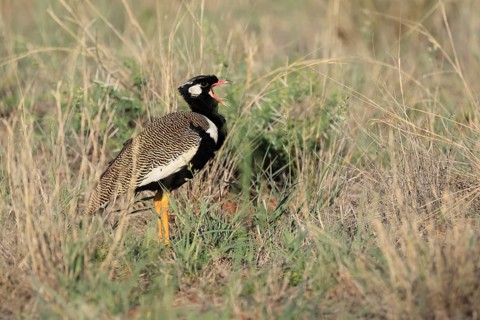 White-winged Bustard (Afrotis afraoides), adult, male, calling, courtship display, Mokala National