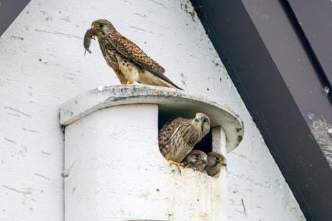 Falco tinnunculus, Common Kestrel, kestrel, adult bird, bird, brood, adult, falcon, falconiformes,