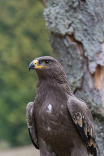 Portrait of immature Aquila nipalensis, steppe eagle, in late light with green background