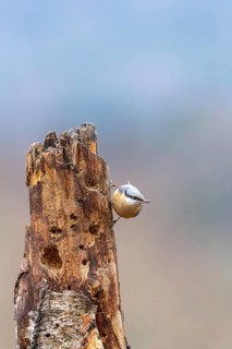 A nuthatch climbs a standing tree trunk in a natural setting, nuthatch (Sitta europaea), adult bird