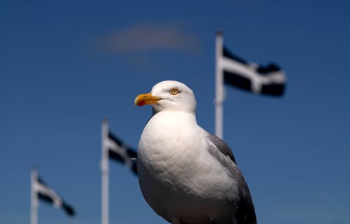 Seagull, herring gull (Larus argentatus) perched on a quay wall, with the Cornish flag behind it,