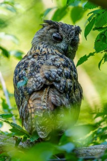 Eurasian Eagle-owl (Bubo bubo), Germany. An owl is perched on a branch, surrounded by green