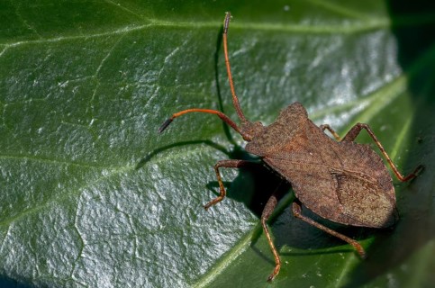 Ampfer border bug, brown squash bug, coreus marginatus, dock bug, dock leaf bug, common border bug,