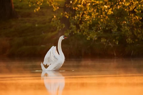 Mute swan (Cygnus olor), wings flapping at sunrise, North Rhine-Westphalia, Germany