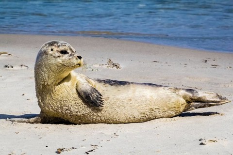 Seal on the beach of Heligoland, dune, Schleswig-Holstein, (Phoca vitulina), Heligoland,