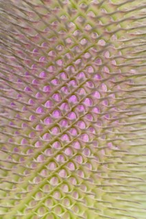Wild teasel (Dipsacus fullonum), inflorescence in front of flowering, close-up, North