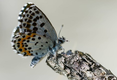 Chequered blue, midget blue, Scolitantides Orion, butterfly, insects, butterflies, butterflies,