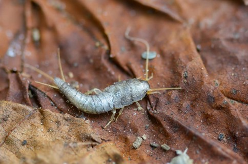 Lepisma saccharinum, silverfish, sugar guest, insects, silverfish