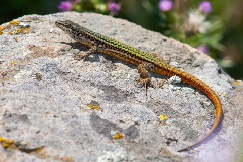 Iberian wall lizard, Iberian wall lizard, Podarcis hispanica, Spanish wall lizard, critters,