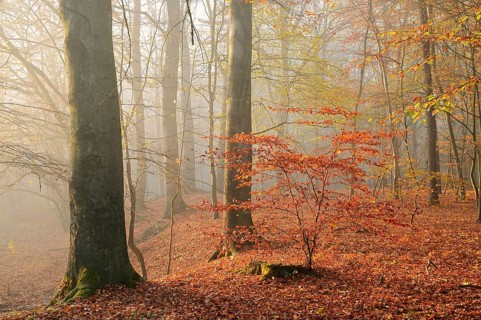 European beech trees (Fagus sylvatica) in a forest in autumn, North Rhine-Westphalia, Germany