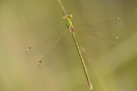 Brandenburg, Germany, Lestes Barbarus, Migrant Spreadwing, Nabu Project, National Natural Heritage,