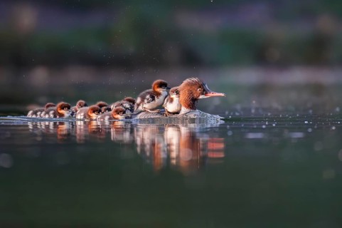 Goosander (Mergus merganser), mother with chick on her back, Zurich, Switzerland