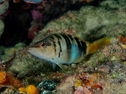Scriber wrasse (Serranus scriba) on the seabed, Hausriff dive site, Stoja, Pula, Croatia,
