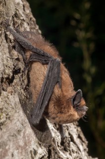 Nathusius pipistrelle, Pipistrellus nathusii, roughskin bat, bats, chiroptera, bats, high size,