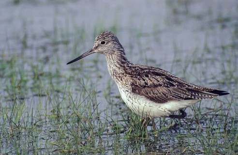 Greenshank, greenshank, tringa nebularia, birds, charadriiformes, leo, limikolen, snipe birds,