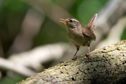 Troglodytes troglodytes, wren, birds, song, passeri, singing, songbirds, birds