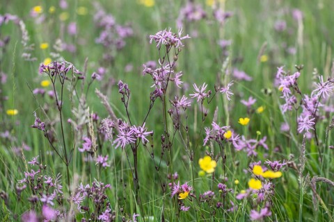 Cuckoo flower (Lychnis flos-cuculi), Emsland, Lower Saxony, Germany