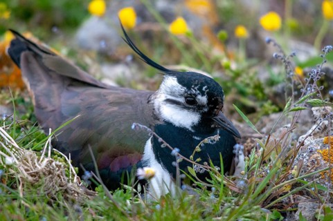 Lapwing, Sweden, Vanellus vanellus, birds, breed, brood, charadriiformes, limikolen, plovers,