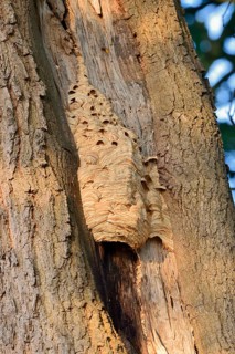 Hornets (Vespa crabro), nest on a tree trunk, hornet's nest, North Rhine-Westphalia, Germany