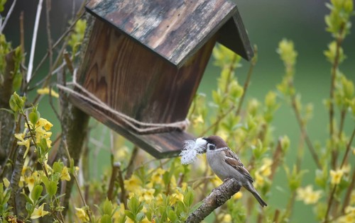 Sparrow, sparrow, (Passeridae) with nesting material in beak, Schleswig-Holstein, Germany
