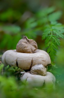 Fringed Earth Star, Geastrum Fimbriatum, Geastrum Sessile, Fringed Earth Star, Fungus, Fungus, High