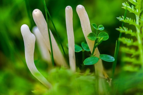 Clavaria acuta, clavaria falcata, pointed leg, white finger coral, fungi, fungus, mushrooms