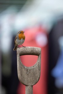 European robin (Erithacus rubecula) adult garden bird singing on a fork handle in spring, England,