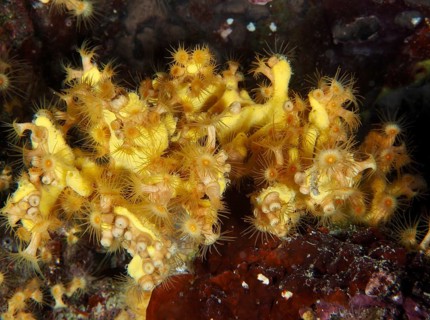 Yellow cluster anemones (Parazoanthus axinellae) on a reef, Muzil dive site, Stoja, Pula, Croatia,