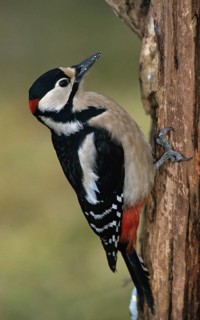 Great Spotted Woodpecker, Great Spotted Woodpecker, Birds, High Size, Portrait, Male, Piciform,