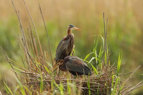 Two herons rest on their nest, surrounded by reeds and grass, purple herons (Ardea purpurea) in