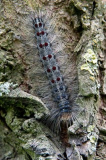 Gypsy moth, Lymantria dispar, sponge moth, butterfly, high size, portrait, inchworm, insects,