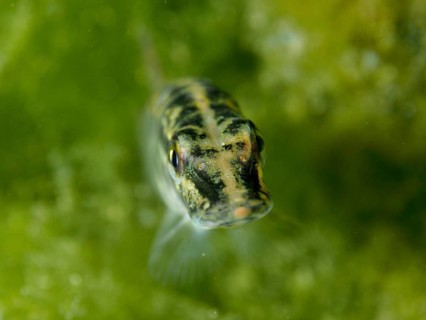 Portrait of pike (Esox lucius) with striking striped pattern in front of green algae, dive site