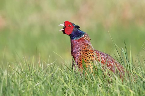 Pheasant, hunting pheasant (Phasianus colchicus), adult male bird during mating call in a meadow,