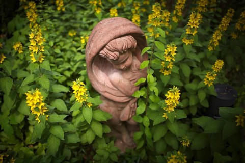 Terracotta statue, girl, between spotted loosestrife (Lysimachia punctata), also known as spotted