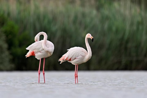 A pair of greater flamingos (Phoenicopterus roseus), standing in the water, Camargue Regional