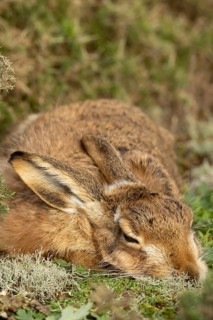 European brown hare (Lepus europaeus) adult animal sleeping in grassland, England, United Kingdom