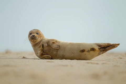 Common or Harbor or Harbour seal (Phoca vitulina) adult marine animal resting on sand of a beach,