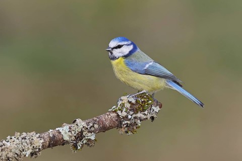Blue Tit (Parus caeruleus), perched on a branch covered in lichen, Wilnsdorf, North