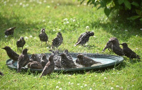 Birds gather in the pond, enjoy a refreshing dip and play on the green meadow, starlings (Sturnus