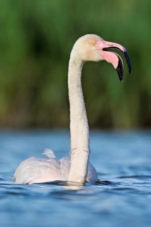 A greater flamingo (Phoenicopterus roseus) swimming in a pond, Camargue Regional Nature Park,