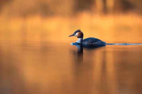 Great Crested Grebe (Podiceps cristatus) on the open sea, Zurich, Switzerland