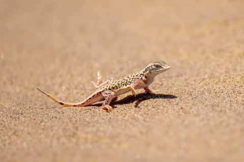 Shovel-nosed lizard (Meroles anchietae), in the sand, stretching its legs in the air to cool off,
