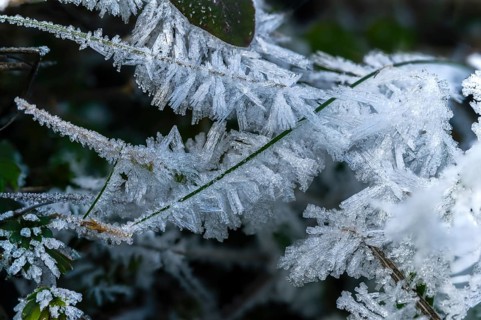 Detail, ice crystals, frost, cold, hoarfrost, rime, winter