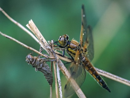Four-spotted chaser, dragonfly, exuvia, imago, insects, insects, leo, dragonflies, dragonflies,