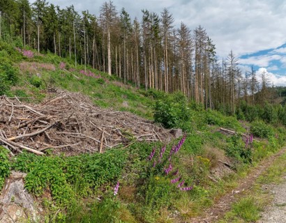 Germany, Greiz, bark beetle damage, cultivated landscape, Elstertal, climate change, cultural