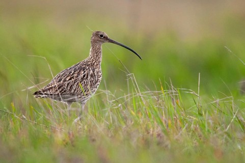 Brandenburg, Curlew, Germany, curlew, Nabu, national natural heritage, natural paradise Grünhaus,