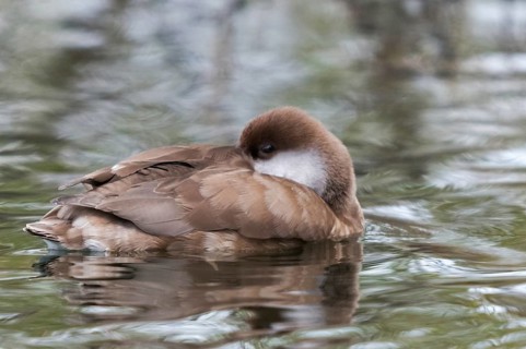 Common duck, netta rufina, red-crested pochard, anatidae, birds, ducks, ducks, ducks, female,