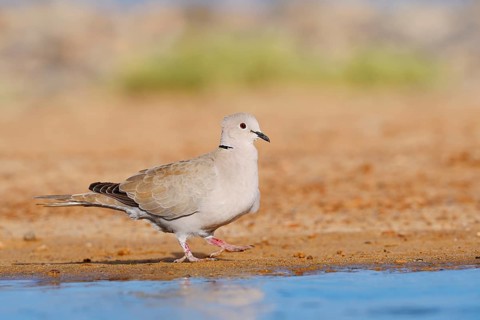 Eurasian Collared Dove (Streptopelia decaocto), Fuerteventura, Canary Islands, Spain